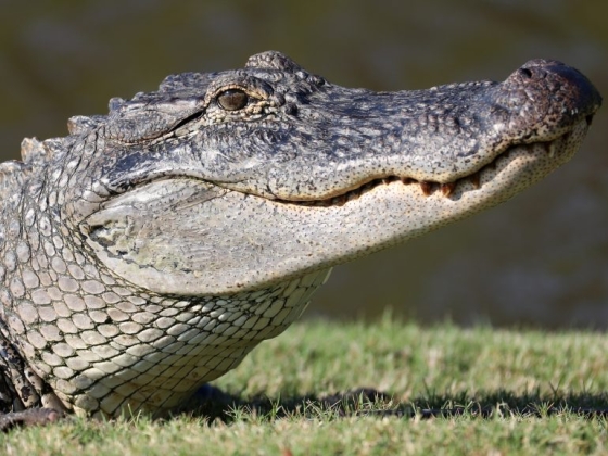 Lottón választanak ki 5000 aligátorvadászt Louisianában