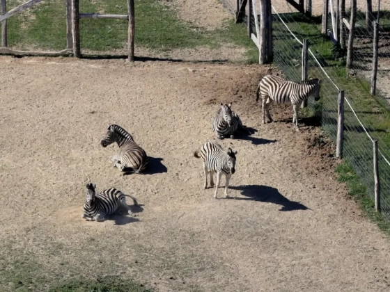 Kiderült, miért pusztult el a negyedik zebra Hatvanpusztán
