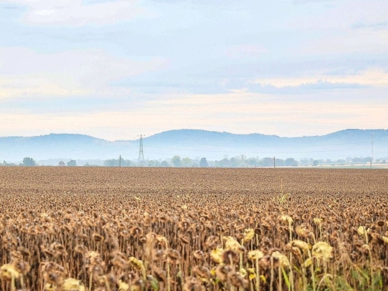 Európai agrárválság: pénzt követelnek a gazdák és egyes szabályok lazítását – a tagállamok intézkedései nem állnak arányban a krízissel