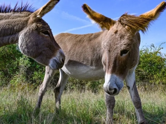 Rendőr lőtte agyon a szamarat, az ok megrázó