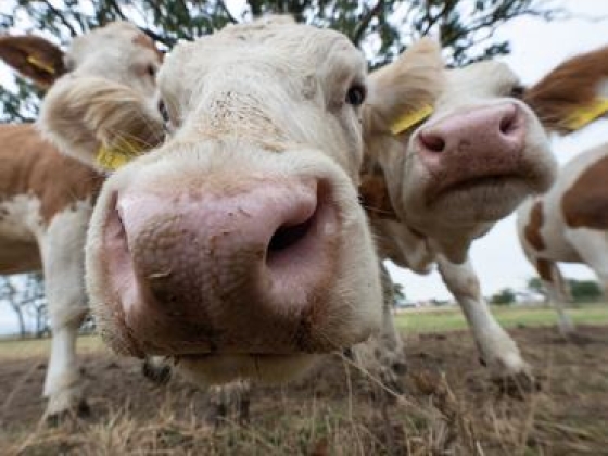 Összejött a nagy üzlet, Görögországban terjeszkedik a magyar agrármulti