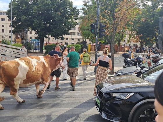 A Deák téren egy tehén bénította meg a belvárosi forgalmat