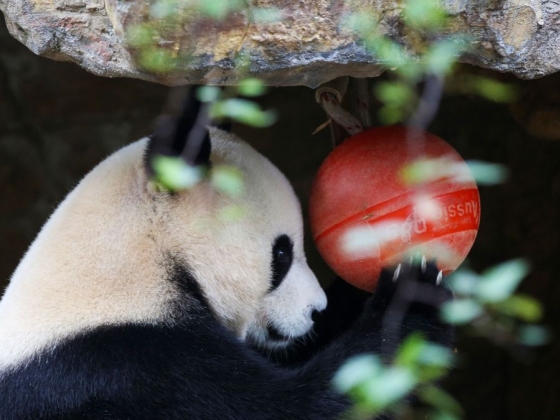 Pandákkal hódítja meg a világot Kína