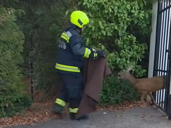 Kerítésbe szorult őzet mentettek Budapesten a tűzoltók – videó