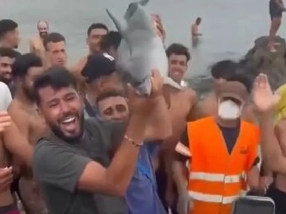 „Semmivel sem igazolható kegyetlenség” – horror a strandon: migránsok vertek halálra egy delfinborjút Ceutában
