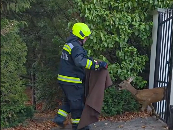 Hangosan sírt a kerítésbe szorult őz a XII. kerületben – videón a kiszabadítása