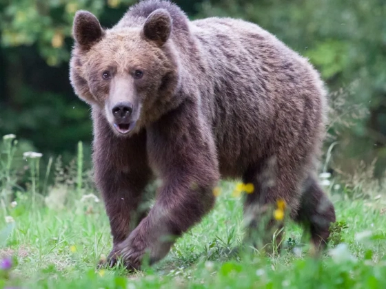 Elütötték autóval a medvét, majd rájuk támadt az állat