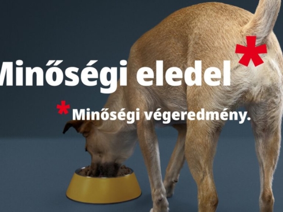 Nem mindegy, mi marad a séta végén: ezért érdemes figyelni a kutya emésztésének hétköznapi jeleire