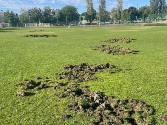 Vaddisznók garázdálkodnak Balatonalmádiban – a focipálya bánta
