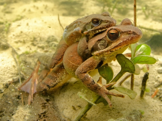 Az erdei békáknál a nemváltás nem jelent evolúciós zsákutcát