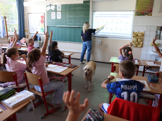 Molly a kedvenc tanárunk! - Terápiás kutya segíti a pedagógusokat a zuglói iskolában