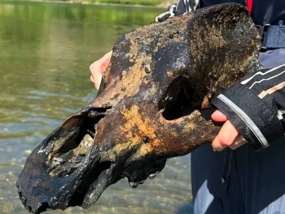 Itt a Tisza legújabb kincse: ősmedve koponyáját emelték ki a folyó medréből