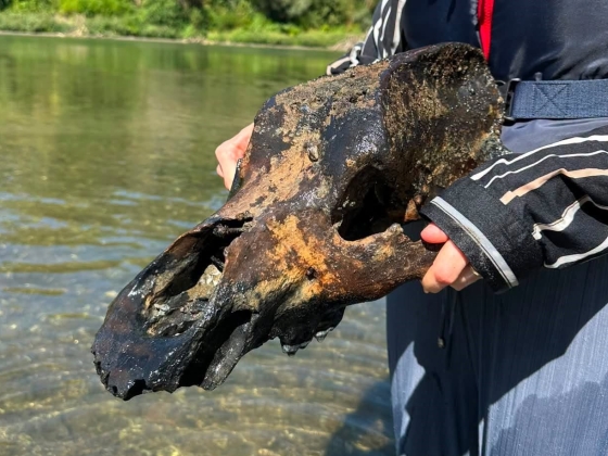 Félelmetes őskori ragadozó koponyája került elő a Tiszából - a klímaváltozás miatt halt ki a tulajdonosa