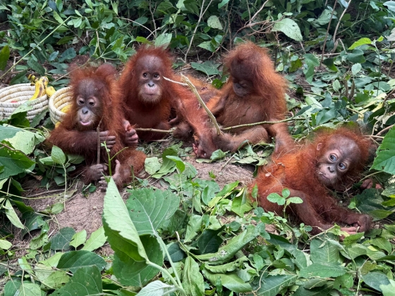 Gyermekkorú orangutánokat találtak egy indiai erdőben, több ezer kilométerre a természetes élőhelyüktől