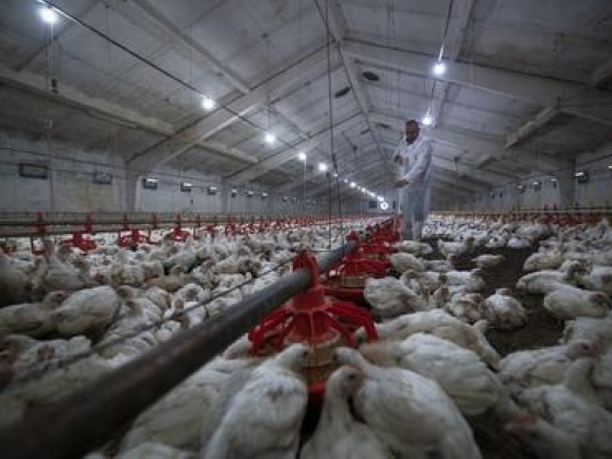 Újra felütötte fejét hazánkban a pestisjárvány