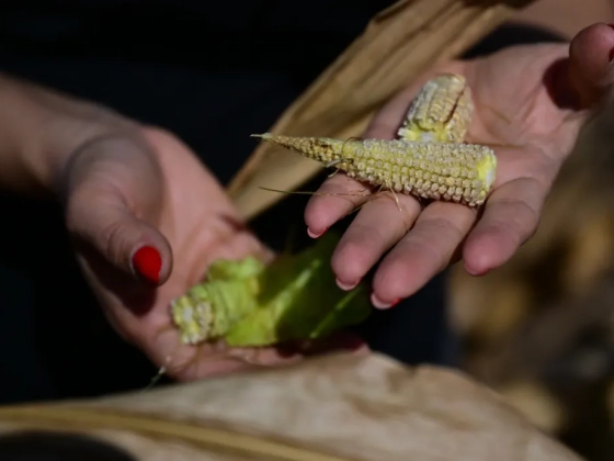 Kétszáz kiló kukoricát törtünk le hektárjára, itt, ahol 6-7 tonna az átlagtermés