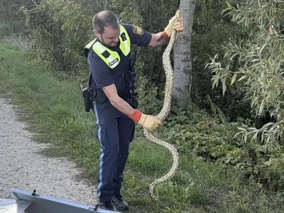 Veszélyes vadállat bukkant fel a Duna-parton – szakértőt hívtak hozzá