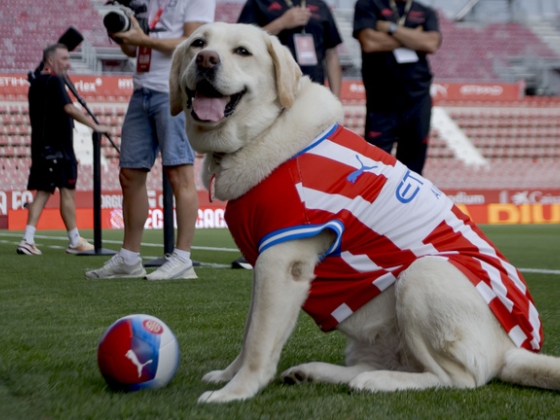 Cukiság csúcsra járatva: Canya, a hatéves labrador nélkül edzés sem kezdődhet a Girona csapatánál