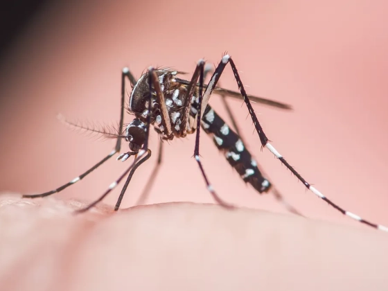 Váratlan fordulat a szúnyoghelyzetben, újabb irtásra van szükség
