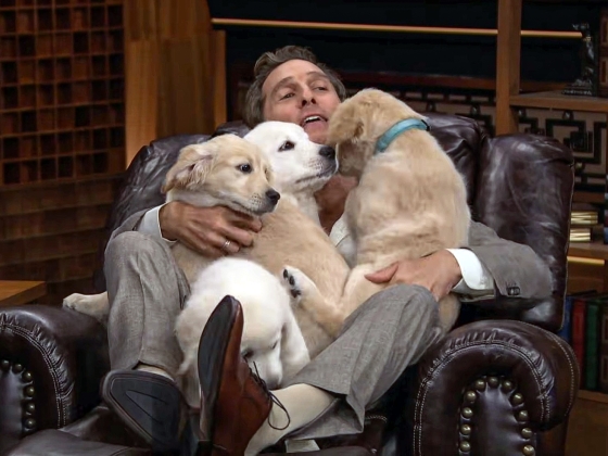 Ennél cukibb ma már nem lesz: Matthew McConaughey-t kiskutyákkal temették be Jimmy Fallon műsorában – fotók