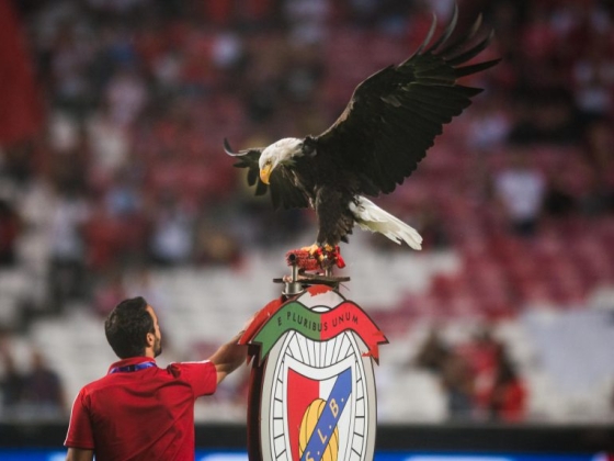 Kokaincsempész-hálozat része lehet a Benfica kabalaállatának gondozója