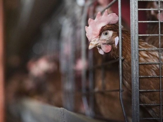 Plusz nullán egyensúlyoz a baromfiágazat – a járvány és az import megtörheti a lendületet