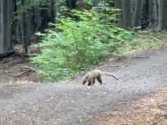 Szökött ormányos medvét keresnek a Börzsönyben