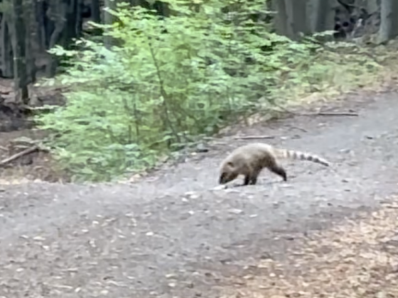 Ormányos medvébe futott a futó a Börzsönyben