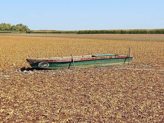 Katasztrófa: odalett a Tisza tó, gyom nő a Kőrösök holtágainak medrében, víz nélkül maradtak a vízimadarak