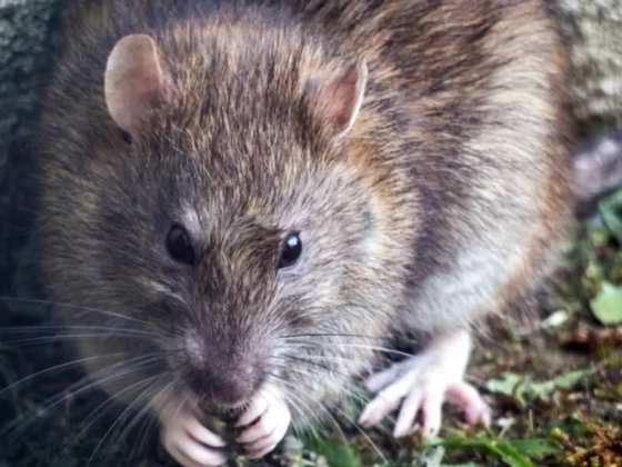 Horror-sztori: patkány ugrott a szekrény tetejéről egy nő arcába
