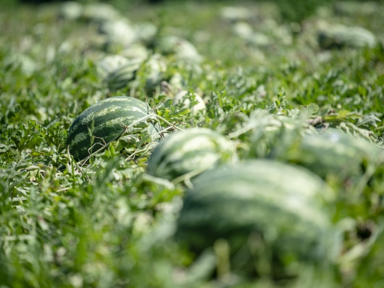Az Agrárkamarának sem akarják fizetni a díjat