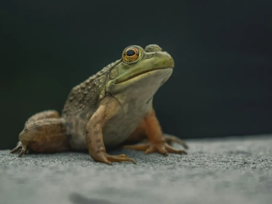 Új békafajt fedeztek fel a kutatók az Amazonas elárasztott erdeiben – videó