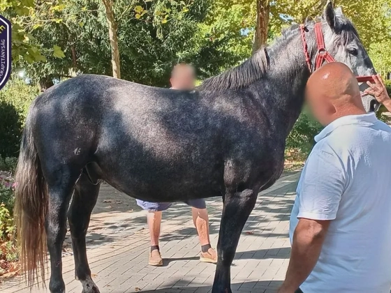 Elszabadult lovak okoztak káoszt Kiskunfélegyházán – többen megsérültek