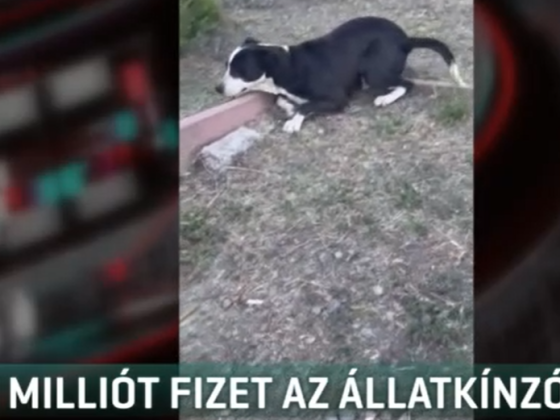 Négymilliós büntetést szabtak ki egy nógrádi férfira, aki hevederrel verte a kutyáját