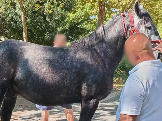 Elszabadultak a lovak, több embert elsodortak a kiskunfélegyházi szüreti ünnepségen, egy fának csapódva állt meg a hintó