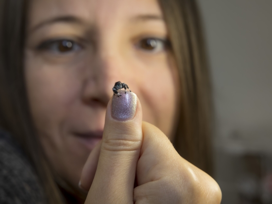 Sokan kapnának sokkot Gabriella házában - házikedvencként tartja az ugrópókokat, így neveli őket