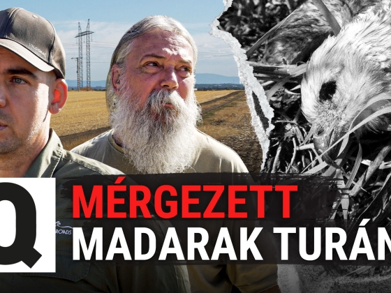 „Épeszű ember ilyet nem csinál” – minden idők legsúlyosabb ragadozómadár-mérgezésének nyomában